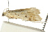  ( - CCDB-15849-B08)  @11 [ ] CreativeCommons - Attribution (2011) ANIC/CBG Photography Group Centre for Biodiversity Genomics