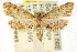  ( - CCDB-15849-B09)  @14 [ ] CreativeCommons - Attribution (2011) ANIC/CBG Photography Group Centre for Biodiversity Genomics
