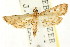  ( - CCDB-15849-B10)  @11 [ ] CreativeCommons - Attribution (2011) ANIC/CBG Photography Group Centre for Biodiversity Genomics