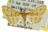  ( - CCDB-15849-G11)  @11 [ ] CreativeCommons - Attribution (2011) ANIC/CBG Photography Group Centre for Biodiversity Genomics
