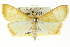  (Paliga quadrigalis - CCDB-15849-G12)  @15 [ ] CreativeCommons - Attribution (2011) ANIC/CBG Photography Group Centre for Biodiversity Genomics
