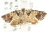  ( - CCDB-15850-A02)  @13 [ ] CreativeCommons - Attribution (2011) ANIC/CBG Photography Group Centre for Biodiversity Genomics