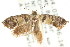  ( - CCDB-15850-A03)  @13 [ ] CreativeCommons - Attribution (2011) ANIC/CBG Photography Group Centre for Biodiversity Genomics