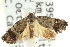  ( - CCDB-15850-A05)  @11 [ ] CreativeCommons - Attribution (2011) ANIC/CBG Photography Group Centre for Biodiversity Genomics