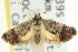  ( - CCDB-15850-A06)  @11 [ ] CreativeCommons - Attribution (2011) ANIC/CBG Photography Group Centre for Biodiversity Genomics