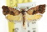  ( - CCDB-15850-F03)  @11 [ ] CreativeCommons - Attribution (2011) ANIC/CBG Photography Group Centre for Biodiversity Genomics