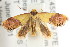  ( - CCDB-15850-F05)  @15 [ ] CreativeCommons - Attribution (2011) ANIC/CBG Photography Group Centre for Biodiversity Genomics