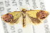  (Eupselia sp. ANICMK19 - CCDB-15850-F06)  @14 [ ] CreativeCommons - Attribution (2011) ANIC/CBG Photography Group Centre for Biodiversity Genomics
