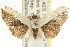  ( - CCDB-15851-A04)  @14 [ ] CreativeCommons - Attribution (2011) ANIC/CBG Photography Group Centre for Biodiversity Genomics
