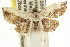  ( - CCDB-15851-A05)  @14 [ ] CreativeCommons - Attribution (2011) ANIC/CBG Photography Group Centre for Biodiversity Genomics