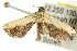  ( - CCDB-15851-A08)  @13 [ ] CreativeCommons - Attribution (2011) ANIC/CBG Photography Group Centre for Biodiversity Genomics