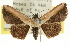  (Oruza semilux PS2 - CCDB-15851-A09)  @11 [ ] CreativeCommons - Attribution (2011) ANIC/CBG Photography Group Centre for Biodiversity Genomics