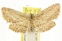  ( - CCDB-15851-A10)  @11 [ ] CreativeCommons - Attribution (2011) ANIC/CBG Photography Group Centre for Biodiversity Genomics