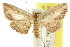  ( - CCDB-15851-A12)  @13 [ ] CreativeCommons - Attribution (2011) ANIC/CBG Photography Group Centre for Biodiversity Genomics