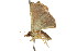  (Corgatha dichionistis PS3 - CCDB-15851-B06)  @11 [ ] CreativeCommons - Attribution (2011) ANIC/CBG Photography Group Centre for Biodiversity Genomics