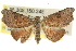 (Laspeyria concavata - CCDB-15851-C04)  @15 [ ] CreativeCommons - Attribution (2011) ANIC/CBG Photography Group Centre for Biodiversity Genomics