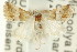  ( - CCDB-15851-E09)  @14 [ ] CreativeCommons - Attribution (2011) ANIC/CBG Photography Group Centre for Biodiversity Genomics