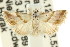  (Eublemma rivula - CCDB-15851-E12)  @14 [ ] CreativeCommons - Attribution (2011) ANIC/CBG Photography Group Centre for Biodiversity Genomics