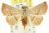  ( - CCDB-15851-F03)  @15 [ ] CreativeCommons - Attribution (2011) ANIC/CBG Photography Group Centre for Biodiversity Genomics