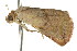  ( - CCDB-15851-F04)  @13 [ ] CreativeCommons - Attribution (2011) ANIC/CBG Photography Group Centre for Biodiversity Genomics
