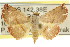  (Autoba silicula - CCDB-15851-F05)  @15 [ ] CreativeCommons - Attribution (2011) ANIC/CBG Photography Group Centre for Biodiversity Genomics