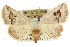 (Autoba dispar - CCDB-15851-F08)  @15 [ ] CreativeCommons - Attribution (2011) ANIC/CBG Photography Group Centre for Biodiversity Genomics