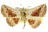  ( - CCDB-15851-F09)  @14 [ ] CreativeCommons - Attribution (2011) ANIC/CBG Photography Group Centre for Biodiversity Genomics