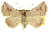  ( - CCDB-15851-F12)  @13 [ ] CreativeCommons - Attribution (2011) ANIC/CBG Photography Group Centre for Biodiversity Genomics