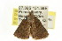 ( - CCDB-15851-G01)  @13 [ ] CreativeCommons - Attribution (2011) ANIC/CBG Photography Group Centre for Biodiversity Genomics