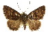  (Amyna auriculata - CCDB-15851-G08)  @15 [ ] CreativeCommons - Attribution (2011) ANIC/CBG Photography Group Centre for Biodiversity Genomics