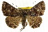  ( - CCDB-15851-G11)  @14 [ ] CreativeCommons - Attribution (2011) ANIC/CBG Photography Group Centre for Biodiversity Genomics