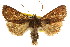  ( - CCDB-15851-H03)  @11 [ ] CreativeCommons - Attribution (2011) ANIC/CBG Photography Group Centre for Biodiversity Genomics