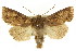  (Neumichtis sp. ANIC3 - CCDB-15851-H06)  @15 [ ] CreativeCommons - Attribution (2011) ANIC/CBG Photography Group Centre for Biodiversity Genomics