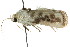  ( - CCDB-15852-A03)  @11 [ ] CreativeCommons - Attribution (2011) ANIC/CBG Photography Group Centre for Biodiversity Genomics