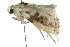  ( - CCDB-15852-A05)  @11 [ ] CreativeCommons - Attribution (2011) ANIC/CBG Photography Group Centre for Biodiversity Genomics