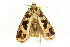  ( - CCDB-15852-C12)  @11 [ ] CreativeCommons - Attribution (2011) ANIC/CBG Photography Group Centre for Biodiversity Genomics