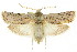  ( - CCDB-15852-E01)  @11 [ ] CreativeCommons - Attribution (2011) ANIC/CBG Photography Group Centre for Biodiversity Genomics