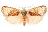  ( - CCDB-15852-G09)  @11 [ ] CreativeCommons - Attribution (2011) ANIC/CBG Photography Group Centre for Biodiversity Genomics