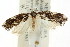  ( - CCDB-15852-H05)  @11 [ ] CreativeCommons - Attribution (2011) ANIC/CBG Photography Group Centre for Biodiversity Genomics