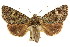  (Neumichtis callisina - CCDB-15853-A05)  @11 [ ] CreativeCommons - Attribution (2011) ANIC/CBG Photography Group Centre for Biodiversity Genomics