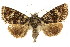  ( - CCDB-15853-A06)  @15 [ ] CreativeCommons - Attribution (2011) ANIC/CBG Photography Group Centre for Biodiversity Genomics