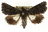 (Neumichtis sp. ANIC8 - CCDB-15853-B02)  @15 [ ] CreativeCommons - Attribution (2011) ANIC/CBG Photography Group Centre for Biodiversity Genomics