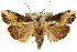  ( - CCDB-15853-B06)  @15 [ ] CreativeCommons - Attribution (2011) ANIC/CBG Photography Group Centre for Biodiversity Genomics