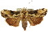  ( - CCDB-15853-B07)  @15 [ ] CreativeCommons - Attribution (2011) ANIC/CBG Photography Group Centre for Biodiversity Genomics