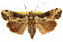  ( - CCDB-15853-B08)  @15 [ ] CreativeCommons - Attribution (2011) ANIC/CBG Photography Group Centre for Biodiversity Genomics