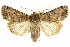  (Spodoptera umbraculata - CCDB-15853-C01)  @15 [ ] CreativeCommons - Attribution (2011) ANIC/CBG Photography Group Centre for Biodiversity Genomics