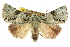  (Acronicta dinawa - CCDB-15853-C05)  @15 [ ] CreativeCommons - Attribution (2011) ANIC/CBG Photography Group Centre for Biodiversity Genomics