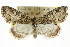  ( - CCDB-15853-D09)  @14 [ ] CreativeCommons - Attribution (2011) ANIC/CBG Photography Group Centre for Biodiversity Genomics