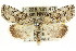  (Epicyrtica sp. ANIC9 - CCDB-15853-F03)  @15 [ ] CreativeCommons - Attribution (2011) ANIC/CBG Photography Group Centre for Biodiversity Genomics