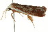  ( - CCDB-15853-H04)  @14 [ ] CreativeCommons - Attribution (2011) ANIC/CBG Photography Group Centre for Biodiversity Genomics